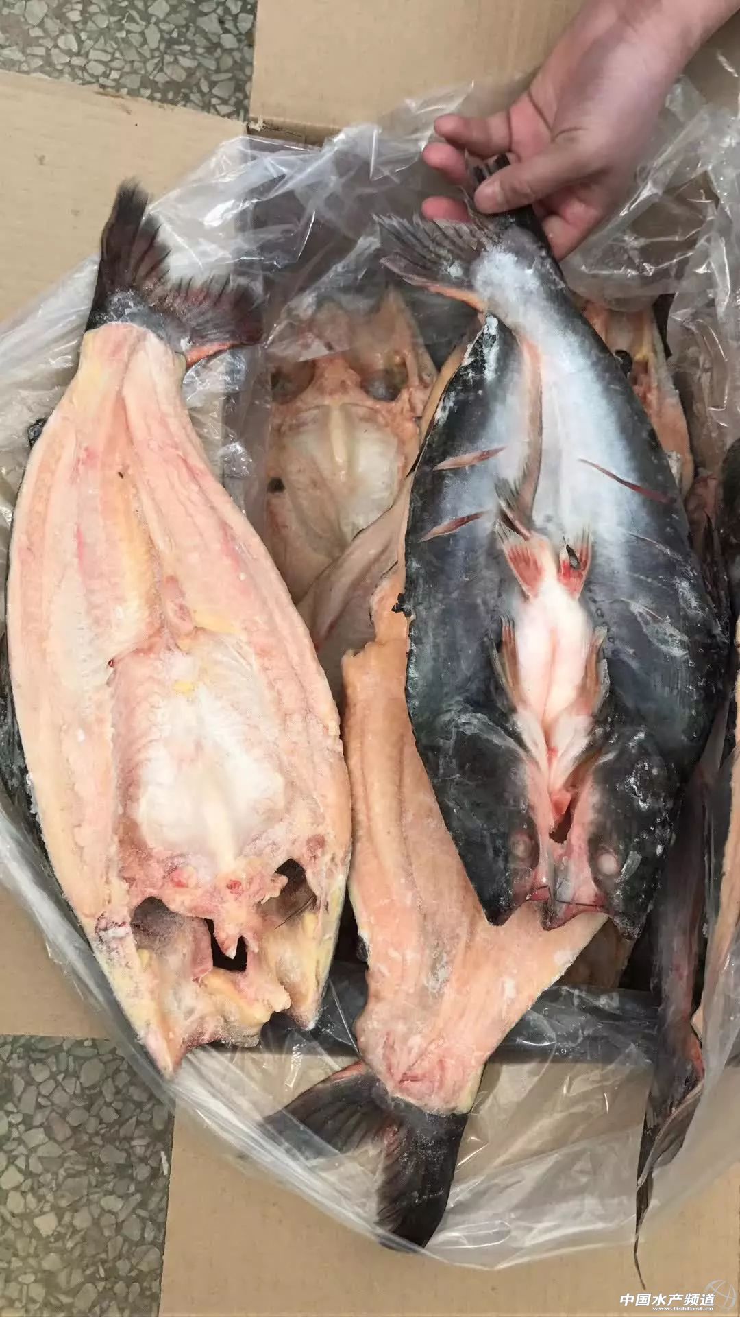 Խ�ϰ�ɳ�~�Ј�������(y��ng)���Ї�������ɳ�~�B(y��ng)ֳ���أ��l(f��)չ�Ї�������ɳ�~�B(y��ng)ֳ�a(ch��n)�I(y��)�����І᣿