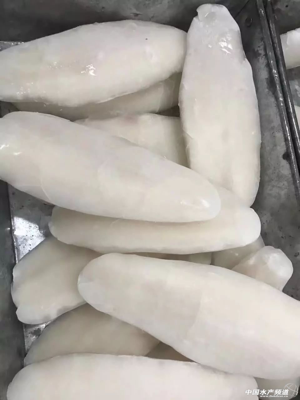 Խ�ϰ�ɳ�~�Ј�������(y��ng)���Ї�������ɳ�~�B(y��ng)ֳ���أ��l(f��)չ�Ї�������ɳ�~�B(y��ng)ֳ�a(ch��n)�I(y��)�����І᣿