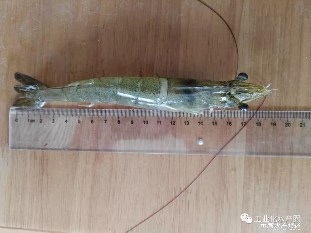 �����������ּ�ˮ̎�����㽭�@�ׂ��˜ʻ��B�r������Ҋ�^�ׂ���