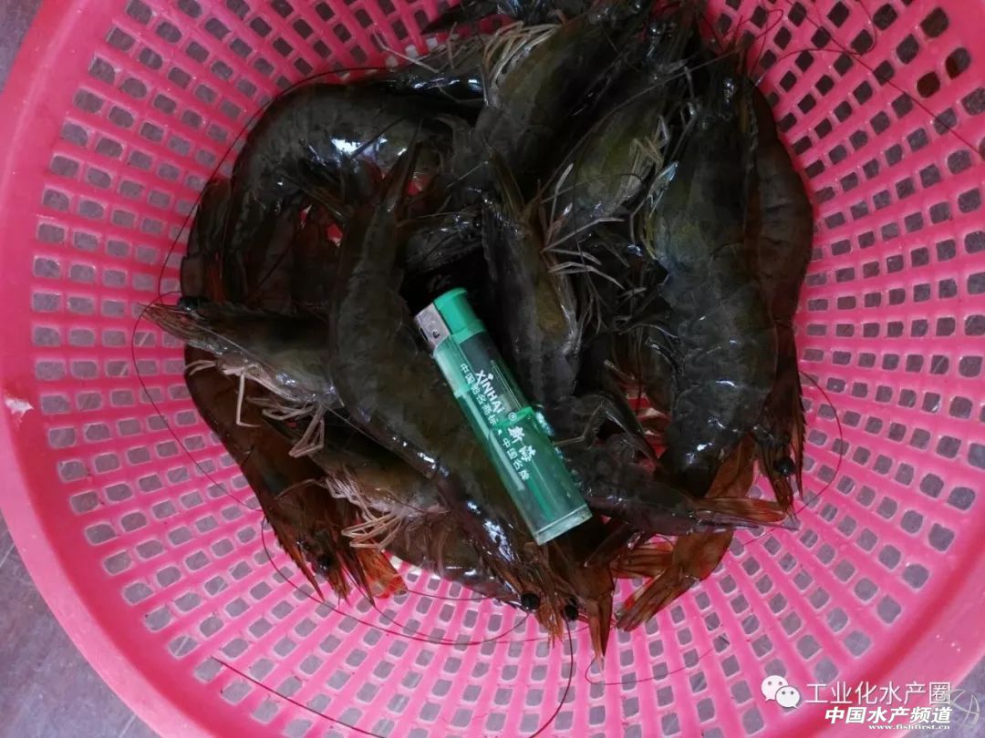 �����������ּ�ˮ̎�����㽭�@�ׂ��˜ʻ��B�r������Ҋ�^�ׂ���