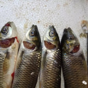 ���ځ�ݛ����Ĳ��~����e�������Ĵ�ԭ�����