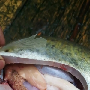 ��Α����Z�~���w����Ѫ���׸Ρ����Ѳ����ȣ�