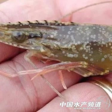 ���Bֳ��Մ��ɫ׃�İװ߲��������؁�