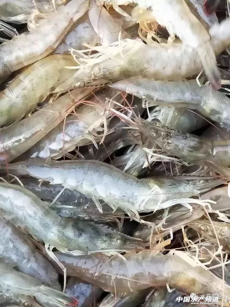 ���O���_�������ش��rӭ��(ji��)���ո߃r(ji��)���������@��s����15Ԫ