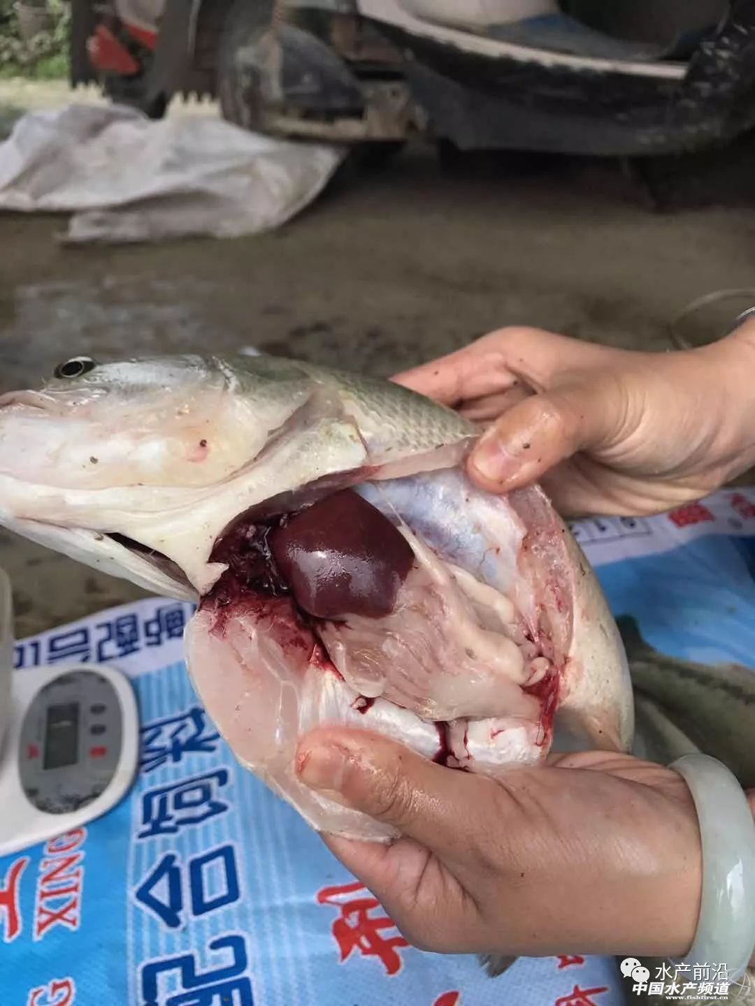 �����ã���ʡ�����|�q0.5Ԫ�����15.5Ԫ/��ܴ���������ؼs