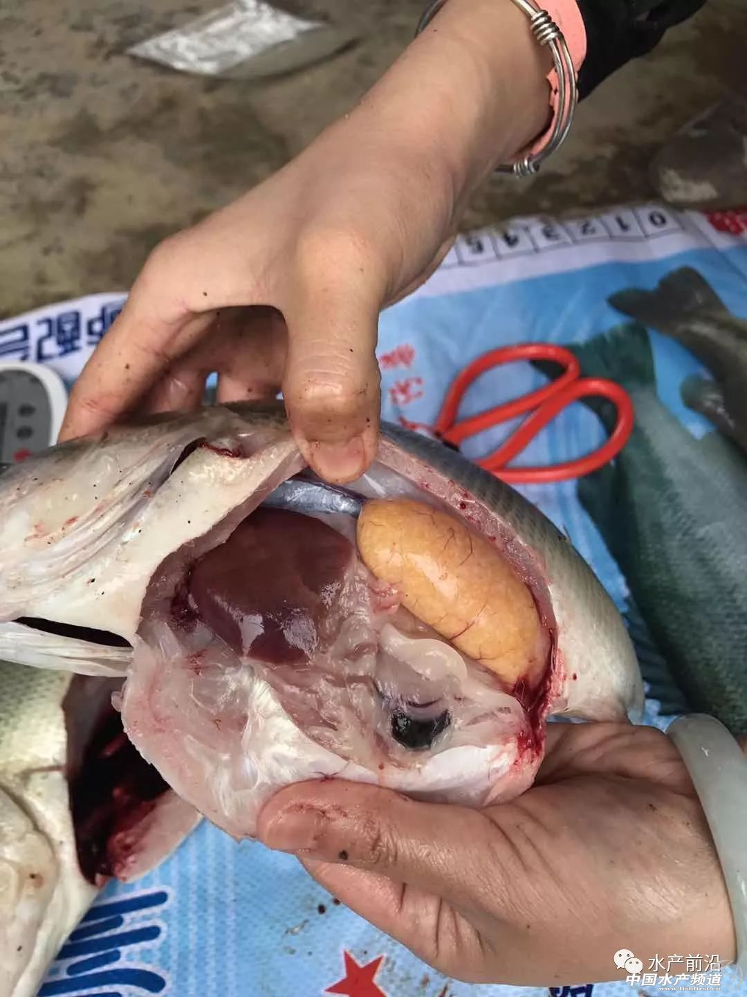 �����ã���ʡ�����|�q0.5Ԫ�����15.5Ԫ/��ܴ���������ؼs