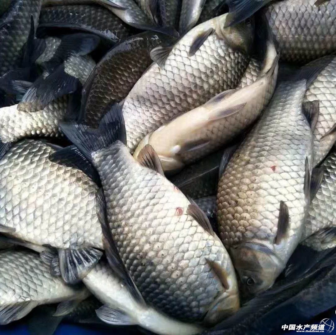 �����a�~�r����F�ϝq����ߝq0.5Ԫ��