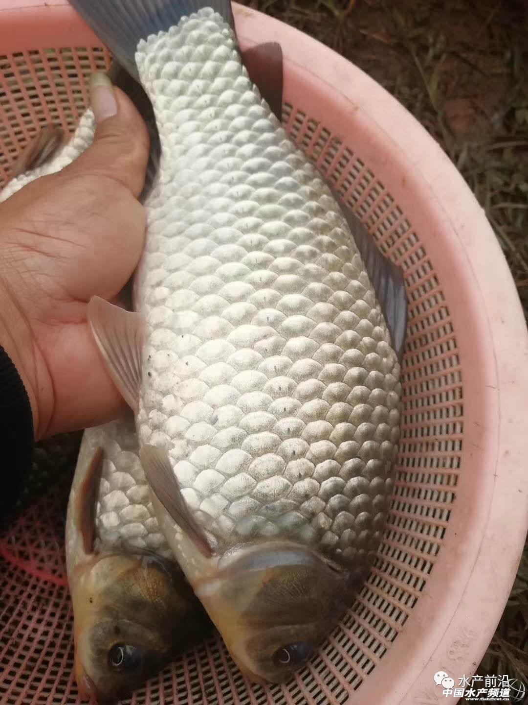 �ٽС�����Ҳ�����������a�~�r����F�ϝq����ߝq0.5Ԫ��