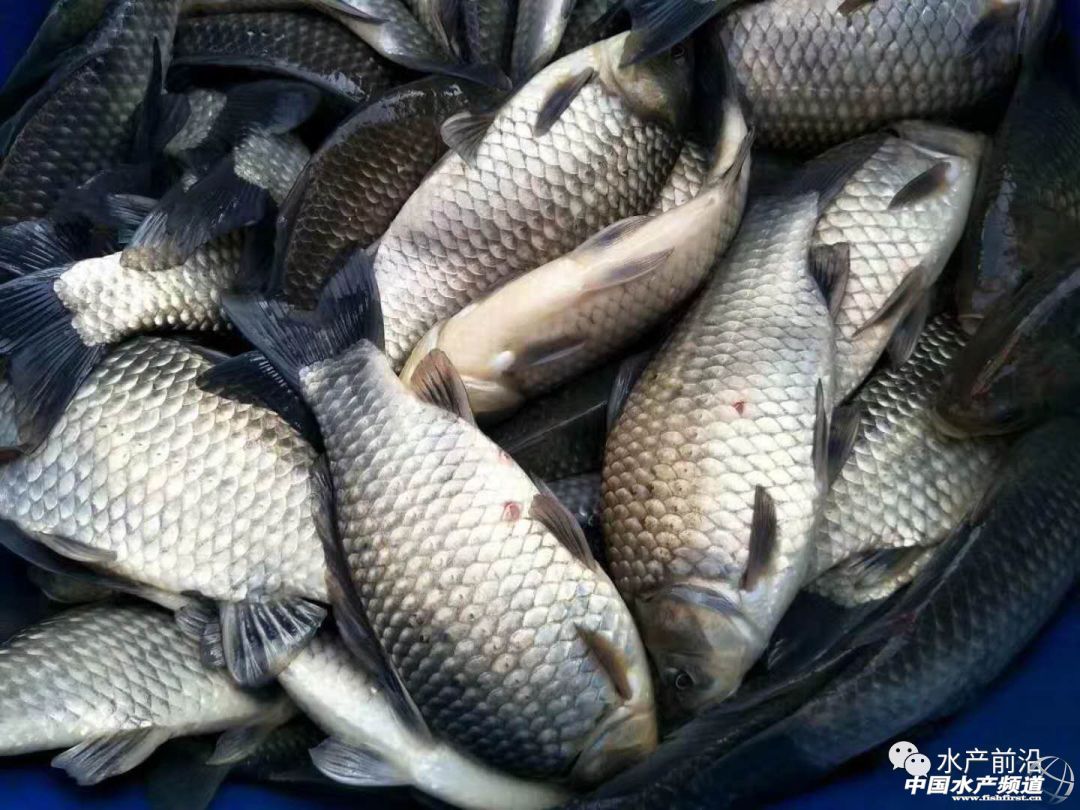 �ٽС�����Ҳ�����������a�~�r����F�ϝq����ߝq0.5Ԫ��