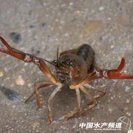 ٝ��С���rȫ���ǌ����r��߀�����߸���ֵ�aƷ