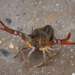 ٝ��С���rȫ���ǌ����r��߀�����߸���ֵ�aƷ