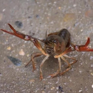 С���r�a(ch��n)�I(y��)��5��ħ�䡱ԓ����ƾ֣�