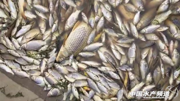 �O�I��Ⱦ�¹��l�l�����B���pʧ�l���I����