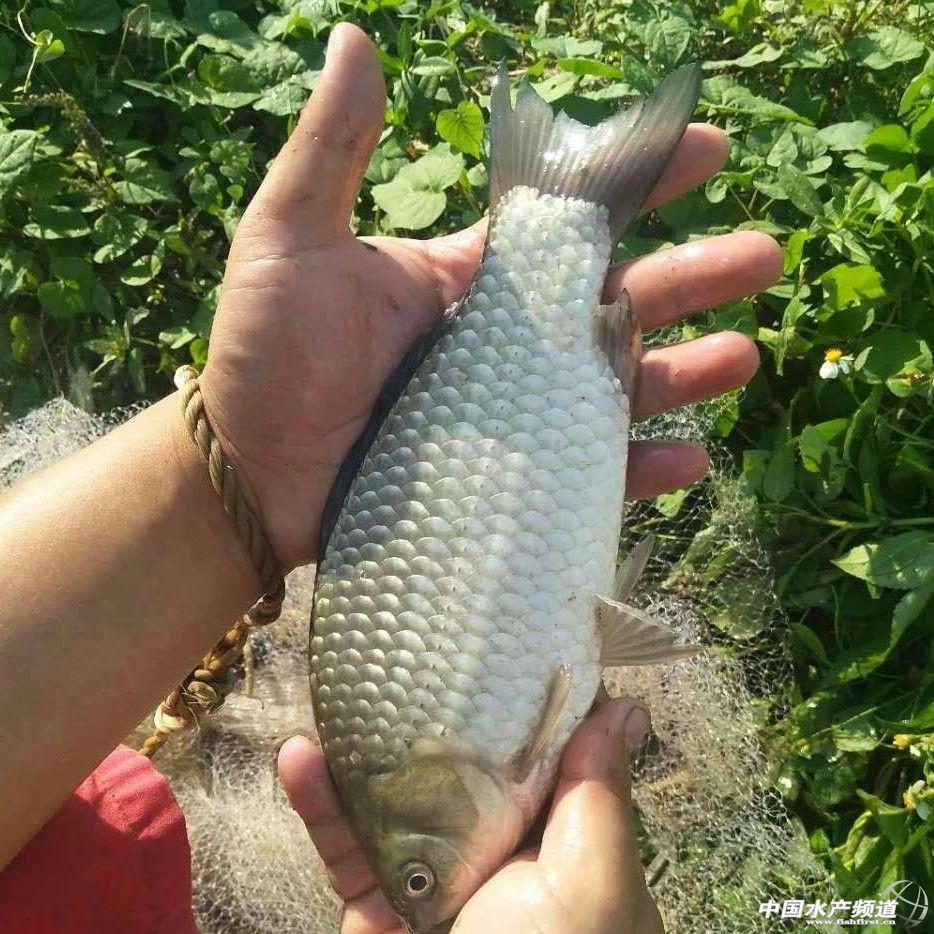 ���ܱ����a�~���F�ϝqڅ������ߝq0.2Ԫ��