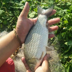 ���ܱ����a�~(y��)���F(xi��n)�ϝqڅ��(sh��)����ߝq0.2Ԫ��