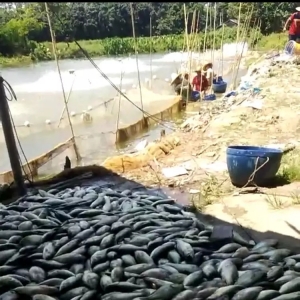 �V�|�����|����q�ɴΣ�����߀Ҫ�ٝq0.5Ԫ/�����2018��5��22�ռ����|�r������