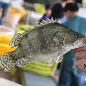 �Z�~�����r�񺮶����ɂ���ֱ���µ�3-7Ԫ/�ﲻ�ȣ�����2018��5��24�չ��~�r������