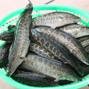 2018��6��11�����~���^�r