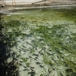 �\�~�Bֳ�M�뱡���r��������1���υs�Ȅe�˶��250���~