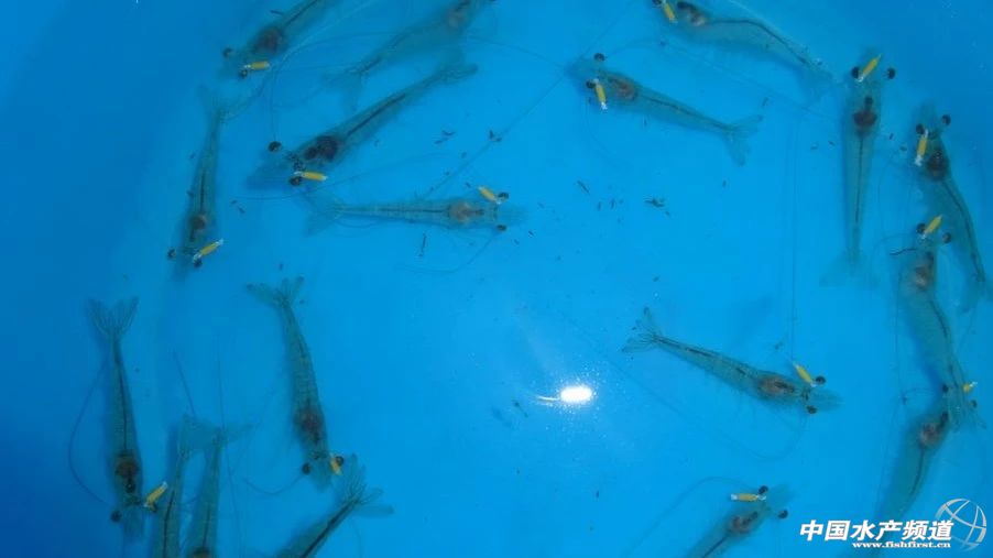 ���߰������������L�ٿ졢�ɻ��ʽ�80%�������׌��r��Ʒ�N�M�ճ���