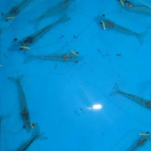 ���߰������������L�ٿ졢�ɻ��ʽ�80%�������׌��r��Ʒ�N�M�ճ���