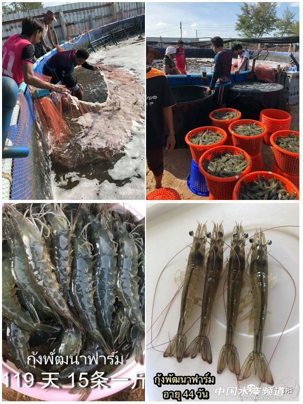 ���ܶȾ��B�ɹ����ձ�8-9�ɣ�Ҏ���_15�^/��@Щ�B�rģʽ��ֵ�ÿ���