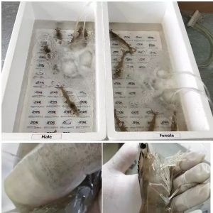 28�q��Ů�����x���ķN�r90���B��15�^/��