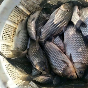 Ҫ�q�ˣ��A�С��A�|�������؅^(q��)�a�~�ϝqڅ�����@��