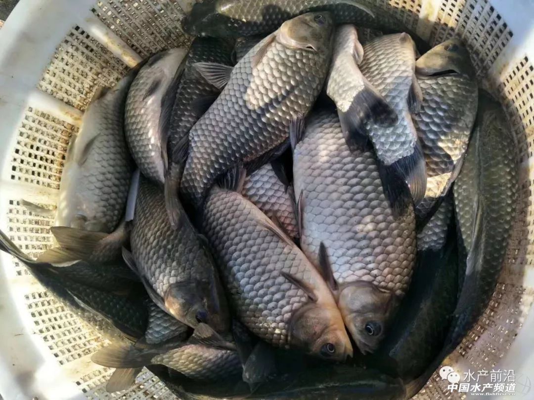 Ҫ�q�ˣ����~�Ԓ���࣬�A�С��A�|�������؅^(q��)�a�~�ϝqڅ�����@����������ϝq0.6Ԫ��