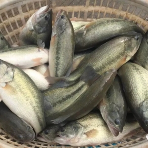 �V�|�����|3��q1Ԫ���Ĵ��I(l��ng)��ȫ���_19.5Ԫ/�����2018��6��26�ռ����|���^�r��