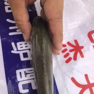 ����ײ�ꡱ���¼����|͵������6��27�ռ����|���^�r��