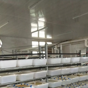 �ش�ͻ�ƣ��S�X�˹�Ҏ(gu��)ģ����ֳ�ɹ����ɻ���95%���ϣ�����ʹ�B(y��ng)ֳ���[Ó����Ұ���H���ľ� ...