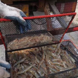 �B������͵�����B�rȱ�ĵ�����ʲô��