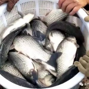 һ�܃ȱ��q1.6Ԫ�����K�a�~�ط�9Ԫ/�