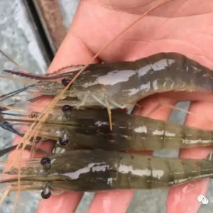 �_�����r�Bֳ����Σ�C������һ�W���a�_168�����ɹ�ͻ�Ƶͮaħ���������