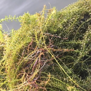 ��з�Bֳ���R�ߜ��������ץ�ó���������