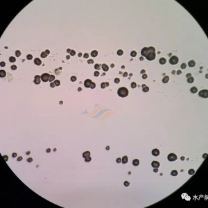 Մ��ɫ׃�������ʳ�80%��һ�Ď����x�������|�Z���Ͼ��� |��؛