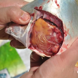 �±�Ʒ����ˬ�l(f��)��ϵ�������������@���������(zh��n)���@��(g��)�Ј���