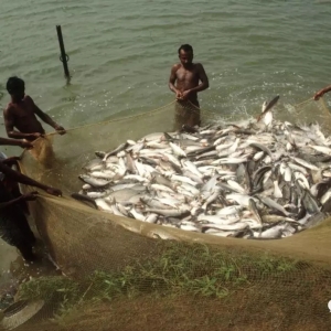 FAO���Ї�Ӱ���Խ��Խ�󣬻�Ӱ�ȫ���~�r�r��10���ȫ���ϝq25%