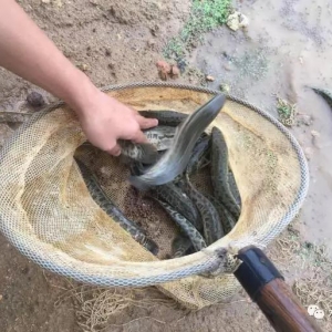 ����ţ�ܽ��B�����~�Bֳ������3-4����