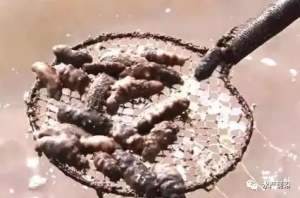 ʷ�oǰ���ߜشݚ������Bֳ�I���҂�ֻ�����Դ�����