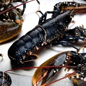 ���f���r���F�塱�����{���r���߼��͏d��ǧԪһֻ���ǲ������H������Ҳ���{ɫ�ģ���� ...