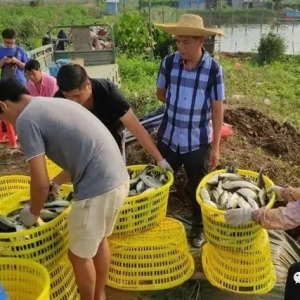 �顰�Ї��r(n��ng)���S�չ�(ji��)���Ȳ��������麣���|�^���~���a(ch��n)��34������ل�(chu��ng)�¸�