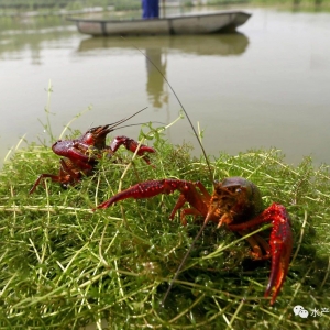 С���r�B(y��ng)ֳ����ι�ϣ�߀���@Щ���������L