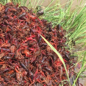 С���r���^�r���60Ԫ/��Bֳ��e����