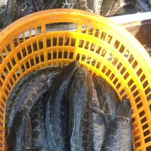 2018��10��1�����~���^�r���麆��--�r����m�»�