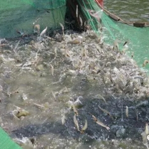 ��Ʒϵ������ؔ����Ҏ��18�^���ɹ���8-9�ɣ��@���׌��rƷϵ�����Σ�