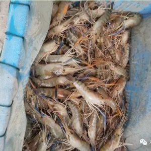 1500���_�����r�N�r������4�|β����������������ģ�