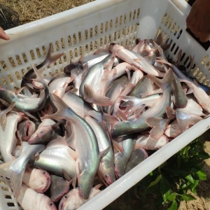 ����(n��i)��ɳ�~�B(y��ng)ֳ�����͜ؿ�򞣡16��ˮ���ǵ��ޣ�Ҫ�����^����