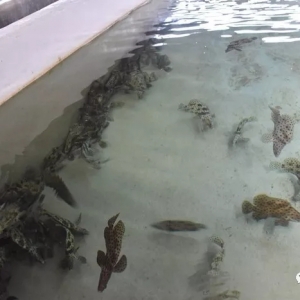 һ�l�������ߵ��s����Ʒ�N���lչǰ���ж��V��